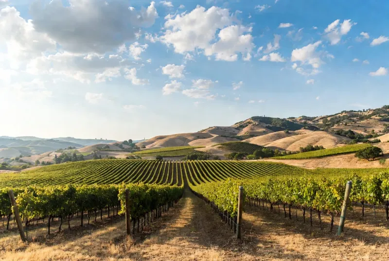 Financing Wine Country Properties in Temecula: Vineyard, Estate, and Winery Loan Guide