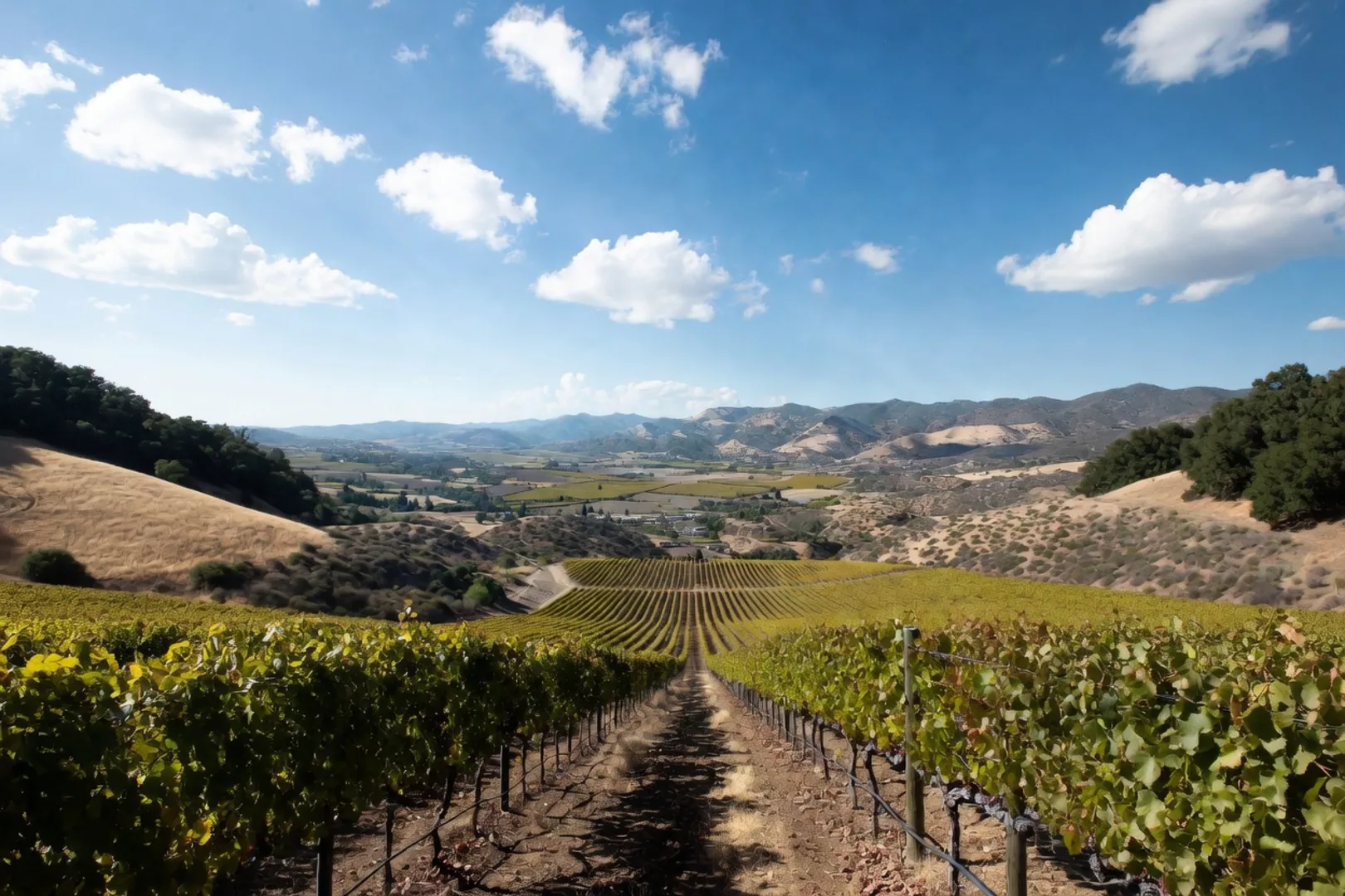 Curving rows of green vineyards descending into the Temecula Valley with rolling oak-studded hills and a bright blue sky overhead